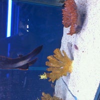 Photo taken at Acuario Deep Reef by Cintia R. on 10/21/2011