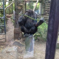 Photo taken at Chimpansees by Raymond S. on 5/2/2012