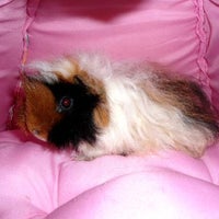 Photo taken at GuineaPigMall by Guinea Pig M. on 9/6/2012