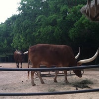 Photo taken at Ankole Cattle Exhibit by Christina on 4/23/2011