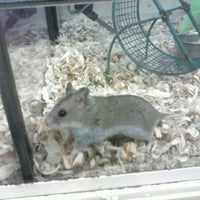 petsmart gulf coast town center