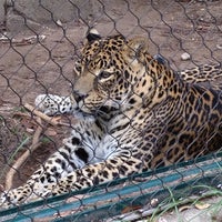 Photo taken at Leopard Exhibit by R D. on 11/19/2011