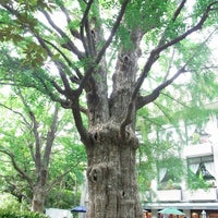 首かけイチョウ 霞が関 日比谷公園1 6 首かけイチョウ 霞が関 日比谷公園1 6