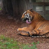Photo taken at Malayan Tiger Habitat by Macie K. on 5/1/2012