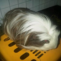 Photo taken at GuineaPigMall by Guinea Pig M. on 8/23/2012