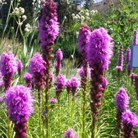 Photo taken at UW: Medicinal Herb Garden by Nikki on 7/25/2012