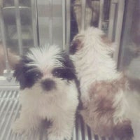 Bali Pet Shop Denpasar Bali