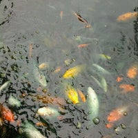 Photo taken at Koi Pond @ National Arboretum by Dave T. on 10/2/2011