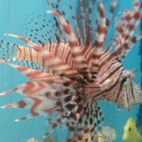 Photo taken at New World Aquarium by Aja-Noelle G. on 6/18/2011