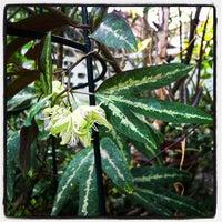 Photo taken at Passiflora Garden by a W. on 1/26/2012