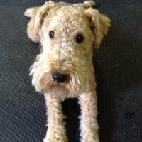 diggiddy doggy daycare