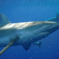 4/14/2012 tarihinde Christine K.ziyaretçi tarafından Hawaii Shark Encounters'de çekilen fotoğraf
