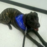 bitter yuck petsmart