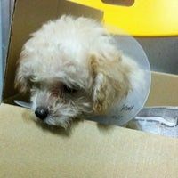 Klinik Haiwan Surgeri Wawasan Puchong Batu Dua Belas Selangor