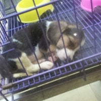 Uniqque Pet Shop - Pasar Minggu - Jakarta, Jakarta