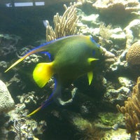 Снимок сделан в Smithsonian Marine Ecosystems Exhibit пользователем brian u. 8/25/2012