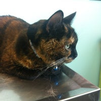 รูปภาพถ่ายที่ All Animal Clinic โดย Alicia B. เมื่อ 5/8/2012