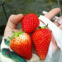 ストロベリーフィールズ 筑紫野いちご いちじく農園 Farm In 筑紫野市 ストロベリーフィールズ 筑紫野いちご いちじく農園 Farm In 筑紫野市