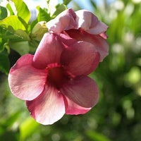 Andromeda Botanical Gardens Garden