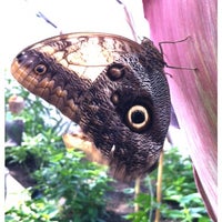 Photo taken at Butterfly World Project by Emmy W. on 4/6/2012