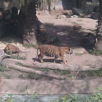 Photo taken at Tigers by Keiichi S. on 3/10/2012
