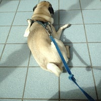 3/12/2012にKarin T.がEastern Animal Hospitalで撮った写真