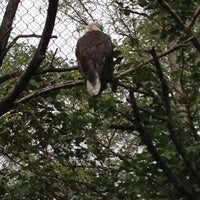Photo taken at Bald Eagle @IndianapolisZoo by Vic R. on 9/3/2012