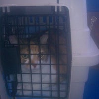 vca east animal hospital