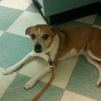 banfield pet hospital ikea blvd