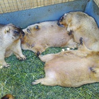 8/4/2012にMāris T.がMurkšķu audzētava &amp;quot;Jaunstuči&amp;quot; | Marmot farm &amp;quot;Jaunstuči&amp;quot;で撮った写真