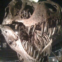 houston sugar land museum science natural
