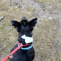 Almost Home No Kill Animal Shelter Rescue Animal Shelter In Southfield