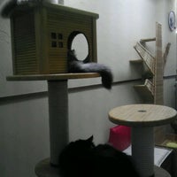 猫カフェ ねこのすみか 茅ヶ崎のカフェ 猫カフェ ねこのすみか 茅ヶ崎のカフェ
