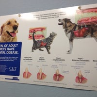 vca buffalo ridge animal hospital