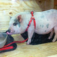 The Giggling Pig 3 Tips From 50 Visitors