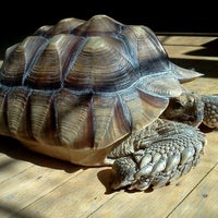 7/6/2012 tarihinde Julia T.ziyaretçi tarafından Seward Park Audubon Center'de çekilen fotoğraf