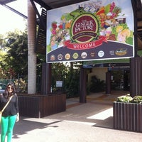 factory ginger buderim yandina