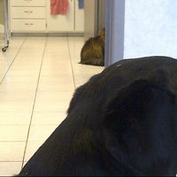 9/8/2012 tarihinde Christine K.ziyaretçi tarafından BloorMill Veterinary Hospital'de çekilen fotoğraf