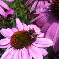 Photo taken at Chicago Botanic Garden by Teddy C. on 7/15/2012
