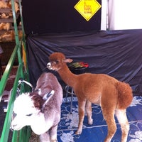Photo taken at Alpacas by Jim J. on 8/24/2012