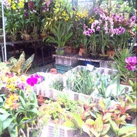 Sa pilipinas bulaklak mga Pinoy at