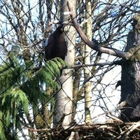 Photo taken at American Bald Eagle by Richard A. on 2/4/2012