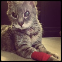 6/30/2012 tarihinde Melissa D.ziyaretçi tarafından Canyon Pet Hospital'de çekilen fotoğraf