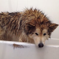 Photo taken at Doggie Bath-O-Matt by Guf G. on 3/8/2012