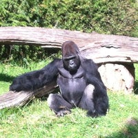 8/25/2012 tarihinde Christian H.ziyaretçi tarafından Zoo Berlin'de çekilen fotoğraf