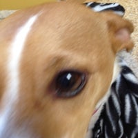 2/14/2012にChris M.がFlanders Veterinary Clinicで撮った写真