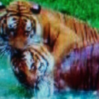 Photo taken at Malayan Tiger Habitat by Samantha on 3/21/2012