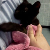 Maverick Animal Clinic Clinica Veterinaria Em Orange Park