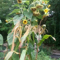 Photo taken at Urban Ecology Center Community Garden by Babs on 9/7/2012