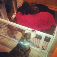 jett and monkey's dog shoppe